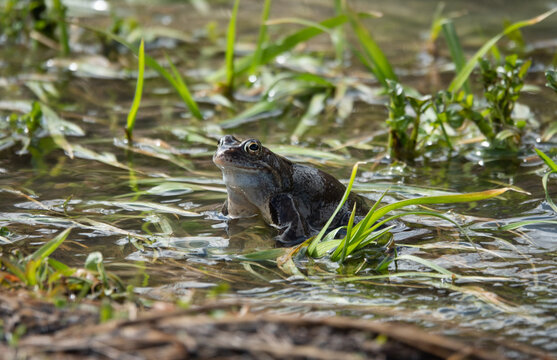 frog sitting on the grass in the river