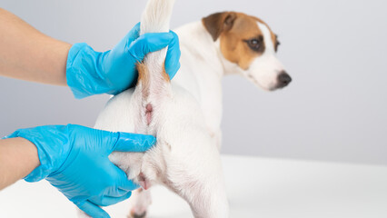 Veterinarian doing a rectal examination to a jack russell terrier dog. 