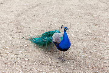 A beautiful peacock with bright feathers walks next to tourists and asks for food.