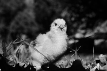 Chick on chicken farm in dark black and white.