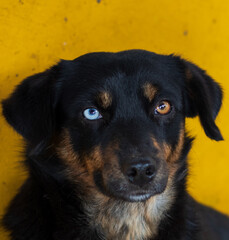 perro coor ojos diferentes