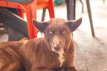 perros ojos diferente color