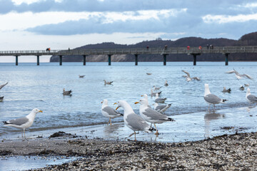 Seagulls walk along the seashore, standing on sandy beach by Baltic sea.