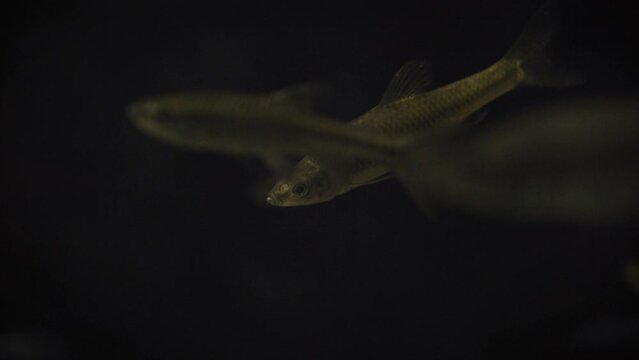 Stone moroko (Pseudorasbora parva) or topmouth gudgeon, close-up of several fish in a dark underwater environment