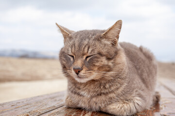 A beautiful gray cat in close-up lies and rests on a table in nature. The cat then looks into the camera then sleeps.