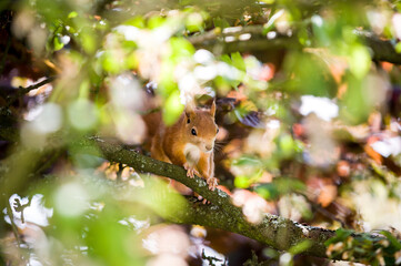 Squrrel in tree