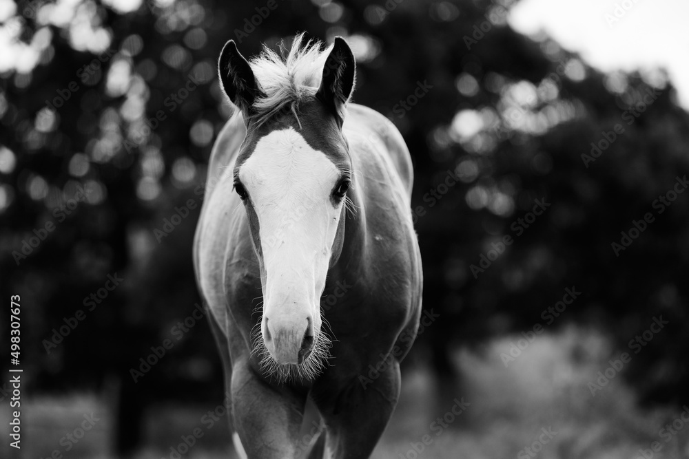 Wall mural Bald face colt foal horse portrait closeup in black and white. - Wall murals