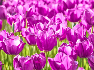 Dark purple tulips in bright sunlight in the garden.