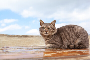 A beautiful gray cat in close-up lies and rests on a table in nature. The cat then looks into the camera then sleeps.