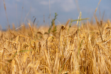 Farmland. Golden wheat field under blue sky.