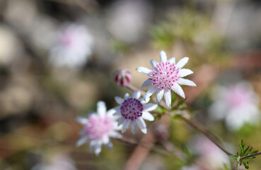 Delicate small flowers of the rare Australian native Pink Flannel Flower, Actinotus forsythii, family Apiaceae. Endemic to the damp areas in open forest and heath in Blue Mountains, NSW