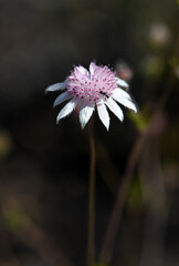 Delicate rare Australian native Pink Flannel Flower, Actinotus forsythii, family Apiaceae. Endemic to the open forest and heath in Blue Mountains