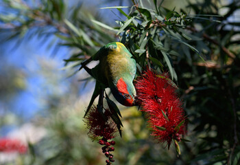 Brightly colored Australian native Musk Lorikeet, Glossopsitta concinna, family Psittacidae, feeding on nectar of red Bottlebrush flowers in Sydney, NSW. Mostly green plumage with bright red eye band 