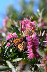 Monarch butterfly feeding on nectar of a vibrant pink Australian Bottlebrush flower, Callistemon violaceus cultivar.