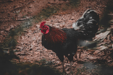 Picture of a rooster observing something after his defeat during a fight