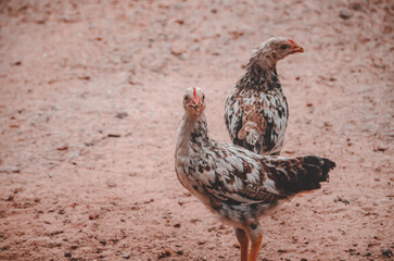 Picture of two chicks passing by and looking for food around a house area in a village