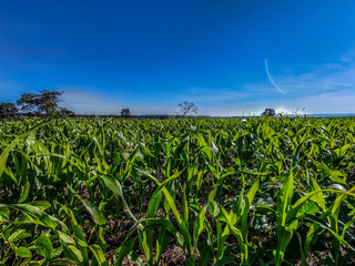 corn field and sky