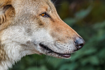 Gray Wolf (Canis lupus)
