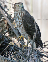 Cooper's Hawk