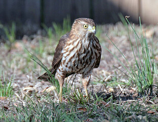 Cooper's Hawk