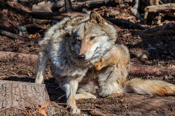Gray Wolf (Canis lupus)