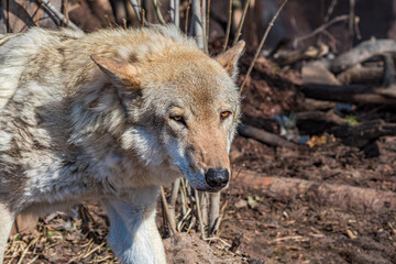 Gray Wolf (Canis lupus)