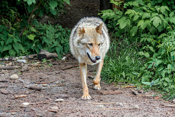 Gray Wolf (Canis lupus)