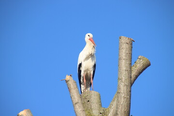 Stork sitting on top of a tree in Oud Verlaat