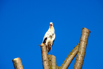 Stork sitting on top of a tree in Oud Verlaat