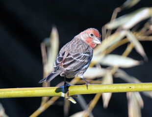 House Finch