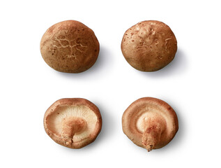 Shiitake Mushrooms Top and Bottom