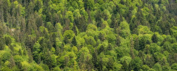 Top View Green Forest Landscape. Aerial view over a mixed forest in summer. Natural forest...