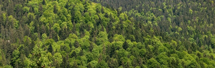 Green mixed forest pattern. Panoramic Top View Green Forest Landscape in Ukraine. Natural green background. Aerial top view forest. Texture of forest view from above.