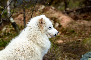White arctic fox resting in the wilderness