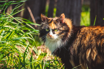 Naklejka na ściany i meble Fluffy domestic cat walks on spring grass. Pet for first time in nature.