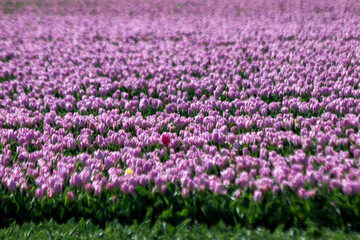 Purple on flower bulb fields at Stad aan 't Haringvliet on island Flakkee