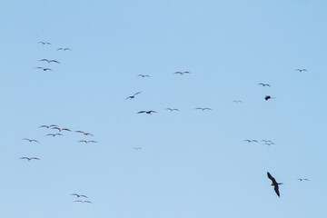 frigate bird in the blue sky of ipanema beach in Rio de Janeiro, Brazil.