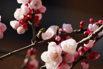 fiori e natura