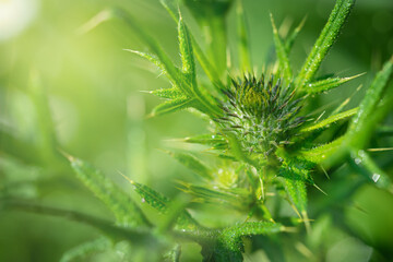Silybum marianum close up background. Herbal medicine concept.