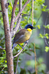 A blue-crowned laughingthrush perched on a tree. This small songbird, indigenous to Jiangxi, China, is now critically endangered in the wild.