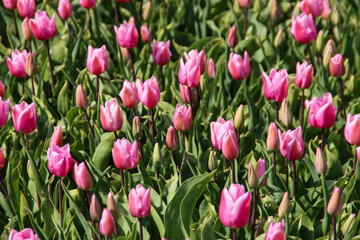 Pink tulip on flower bulb fields at Stad aan 't Haringvliet on island Flakkee