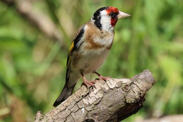 Goldfinch 