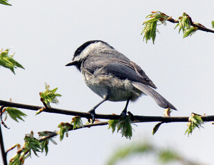 Carolina Chickadee