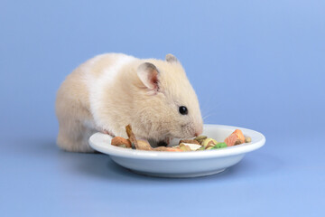 Cute fluffy hamster eats dry food, pet care