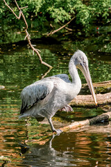 Dalmatian Pelican (Pelecanus crispus) on lake