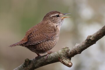 Fototapeta premium Wren
