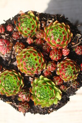 Rojniczek jovibarba sobolifera kwiat sempervivum succulent yellow flower cactus