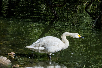 Obraz premium Bewick's Swan (Cygnus bewickii) in Barents Sea coastal area