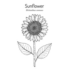 Sunflower Helianthus annuus . Hand drawn botanical vector illustration