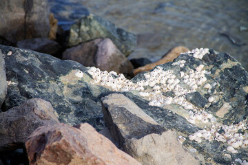 natural background stone covered with small shells on the seashore